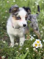Daisy, a female Miniature Australian Shepherd and Toy Australian Shepherd for sale in Otego, NY – 3 of 7