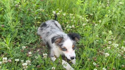 Daisy, a female Miniature Australian Shepherd and Toy Australian Shepherd for sale in Otego, NY – 7 of 7
