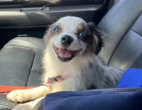 Daisy, a female Miniature Australian Shepherd and Toy Australian Shepherd for sale in Otego, NY – 2 of 7