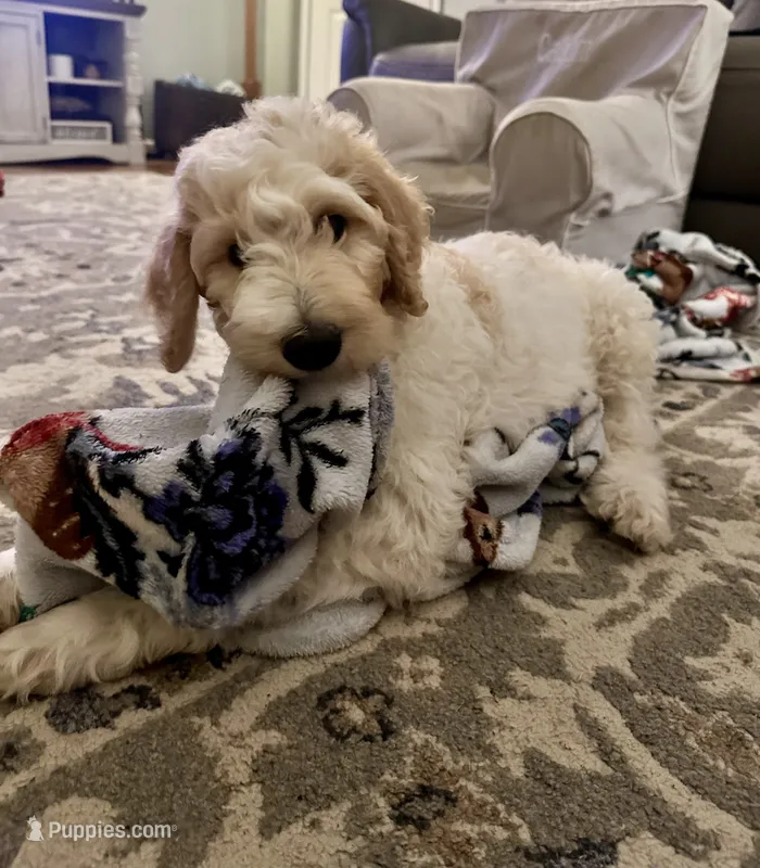 LB – Goldendoodle, Poodle - Standard  puppy for sale in Colt, AR