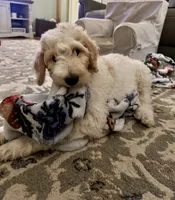 LB, a male Goldendoodle and Poodle - Standard  for sale in Colt, AR – 1 of 10