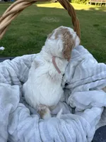 Maxine, a male Goldendoodle for sale in Colt, AR – 3 of 5