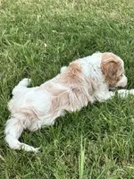 Mallard, a male Goldendoodle and Poodle - Standard  for sale in Colt, AR – 3 of 6