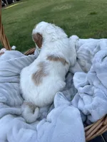 Magenta, a female Goldendoodle for sale in Colt, AR – 2 of 6