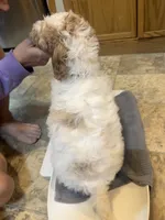 Blue Boy, a male Goldendoodle for sale in Colt, AR – 5 of 9