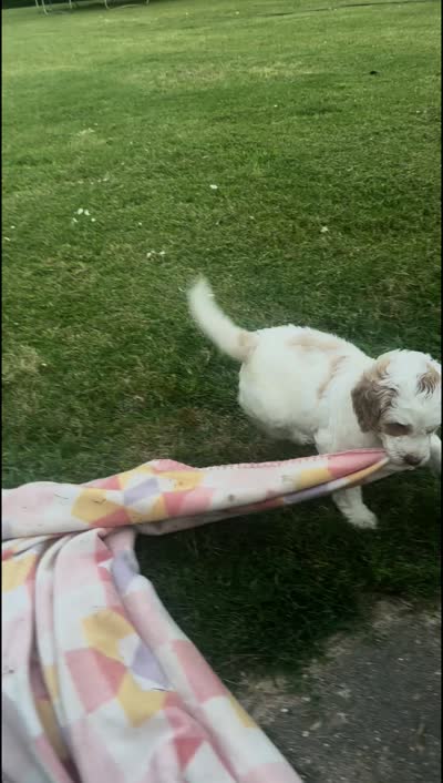 Magenta, a female Goldendoodle for sale in Colt, AR – 3 of 6