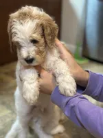 Blue Boy, a male Goldendoodle for sale in Colt, AR – 3 of 9