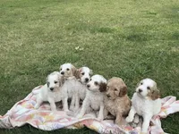 Blue Boy, a male Goldendoodle for sale in Colt, AR – 9 of 9