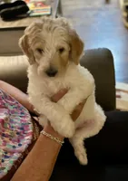 LB, a male Goldendoodle for sale in Colt, AR – 3 of 9