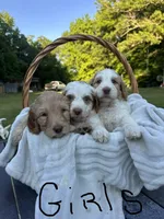 Mallard, a male Goldendoodle and Poodle - Standard  for sale in Colt, AR – 5 of 6