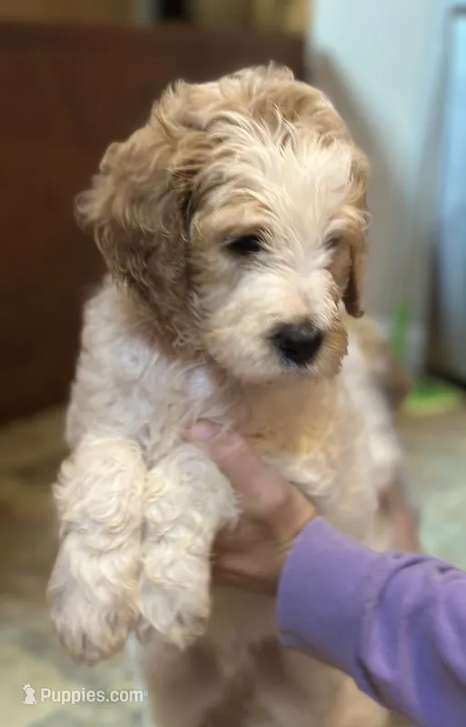 Blue Boy – Goldendoodle puppy for sale in Colt, AR