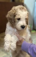 Blue Boy, a male Goldendoodle for sale in Colt, AR – 1 of 9