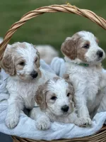 Blue Boy, a male Goldendoodle for sale in Colt, AR – 7 of 9