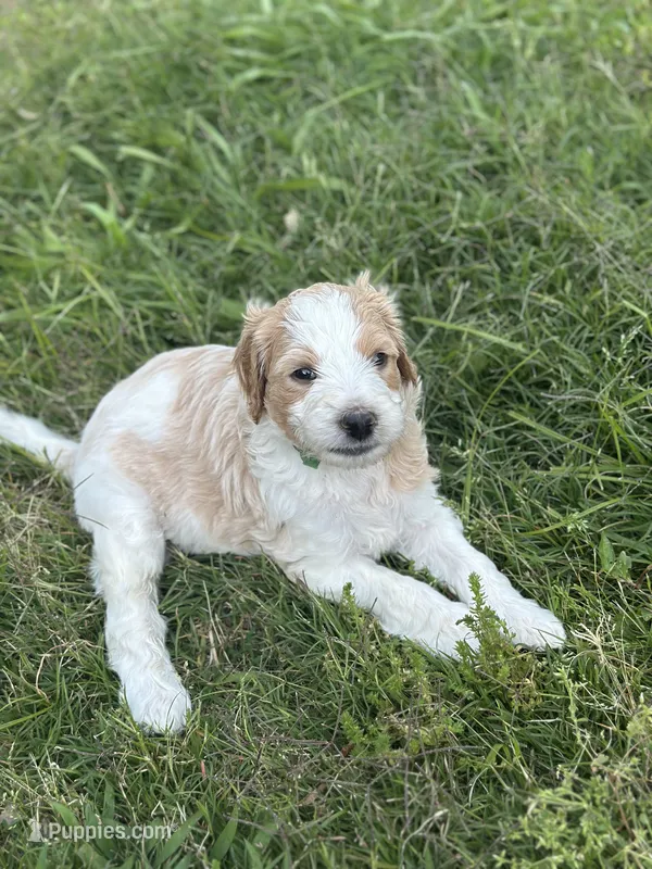 Mallard, a male Goldendoodle and Poodle - Standard  for sale in Colt, AR – 1 of 6