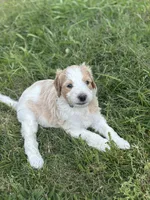 Mallard, a male Goldendoodle and Poodle - Standard  for sale in Colt, AR – 1 of 6