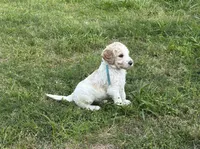 LB, a male Goldendoodle for sale in Colt, AR – 4 of 9