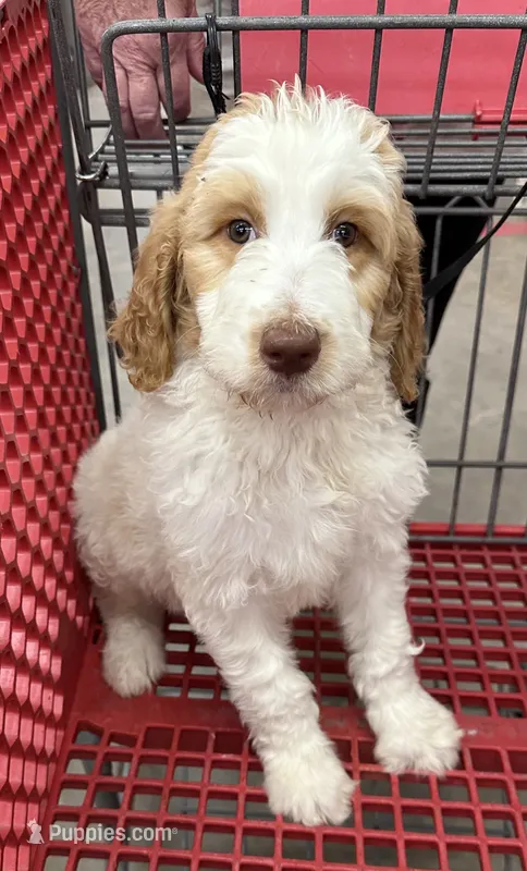 Maxine – Goldendoodle, Poodle - Standard  puppy for sale in Colt, AR