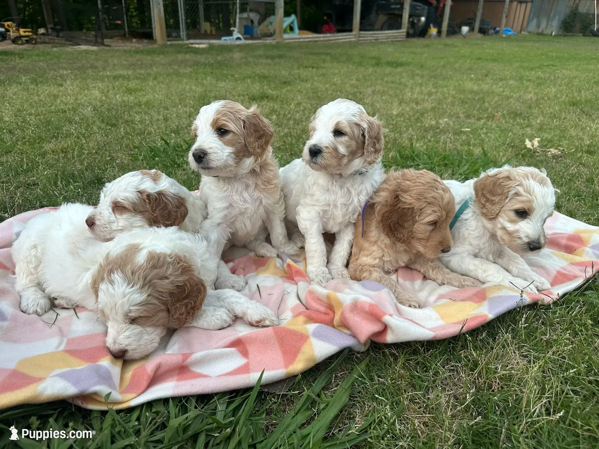 Maxine, a male Goldendoodle for sale in Colt, AR – 5 of 5