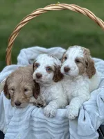 Blue Boy, a male Goldendoodle for sale in Colt, AR – 8 of 9