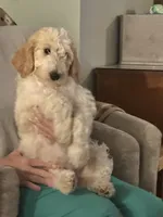 LB, a male Goldendoodle and Poodle - Standard  for sale in Colt, AR – 6 of 10