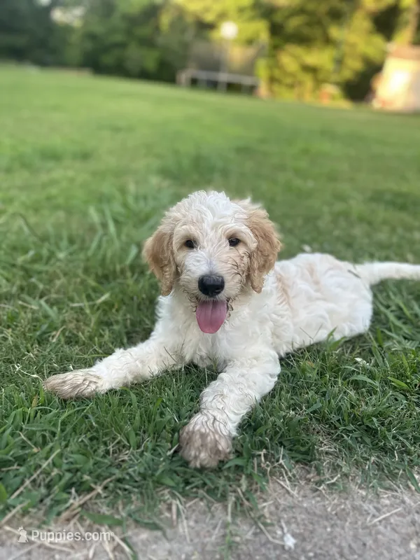 LB – Goldendoodle, Poodle - Standard  puppy for sale in Colt, AR