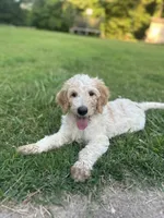 LB, a male Goldendoodle and Poodle - Standard  for sale in Colt, AR – 7 of 10