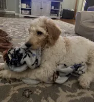 LB, a male Goldendoodle and Poodle - Standard  for sale in Colt, AR – 4 of 10