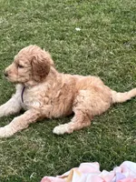 Honey, a female Goldendoodle and Poodle - Standard  for sale in Colt, AR – 5 of 8