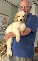 LB, a male Goldendoodle and Poodle - Standard  for sale in Colt, AR – 2 of 10