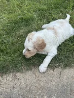 LB, a male Goldendoodle for sale in Colt, AR – 5 of 9