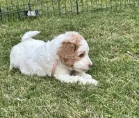 Maxine, a male Goldendoodle for sale in Colt, AR – 2 of 5
