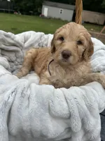 Honey, a female Goldendoodle and Poodle - Standard  for sale in Colt, AR – 3 of 8