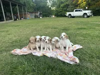 Honey, a female Goldendoodle and Poodle - Standard  for sale in Colt, AR – 8 of 8