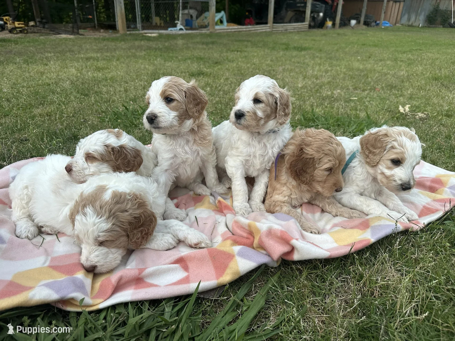 LB, a male Goldendoodle for sale in Colt, AR – 8 of 9