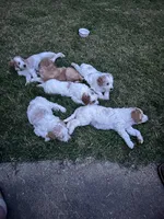 Honey, a female Goldendoodle and Poodle - Standard  for sale in Colt, AR – 7 of 8