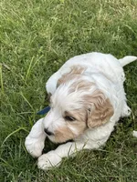 LB, a male Goldendoodle for sale in Colt, AR – 6 of 9