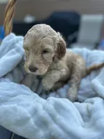 Honey, a female Goldendoodle and Poodle - Standard  for sale in Colt, AR – 2 of 8