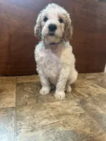 Blue Boy, a male Goldendoodle for sale in Colt, AR – 4 of 9