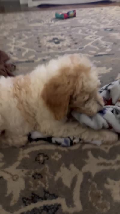 LB, a male Goldendoodle and Poodle - Standard  for sale in Colt, AR – 9 of 10