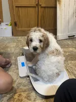 Blue Boy, a male Goldendoodle for sale in Colt, AR – 6 of 9