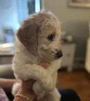 LB, a male Goldendoodle for sale in Colt, AR – 2 of 9