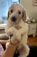 LB, a male Goldendoodle for sale in Colt, AR – 1 of 9