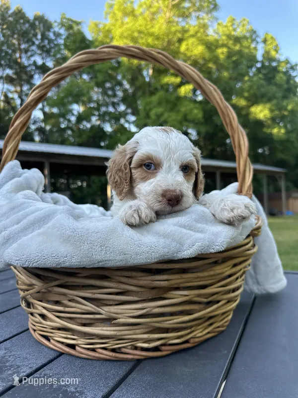 Magenta – Goldendoodle puppy for sale in Colt, AR