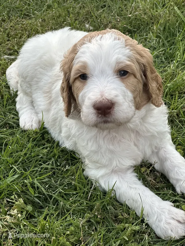 Maxine – Goldendoodle puppy for sale in Colt, AR