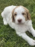 Maxine, a male Goldendoodle for sale in Colt, AR – 1 of 5