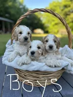 Mallard, a male Goldendoodle and Poodle - Standard  for sale in Colt, AR – 4 of 6