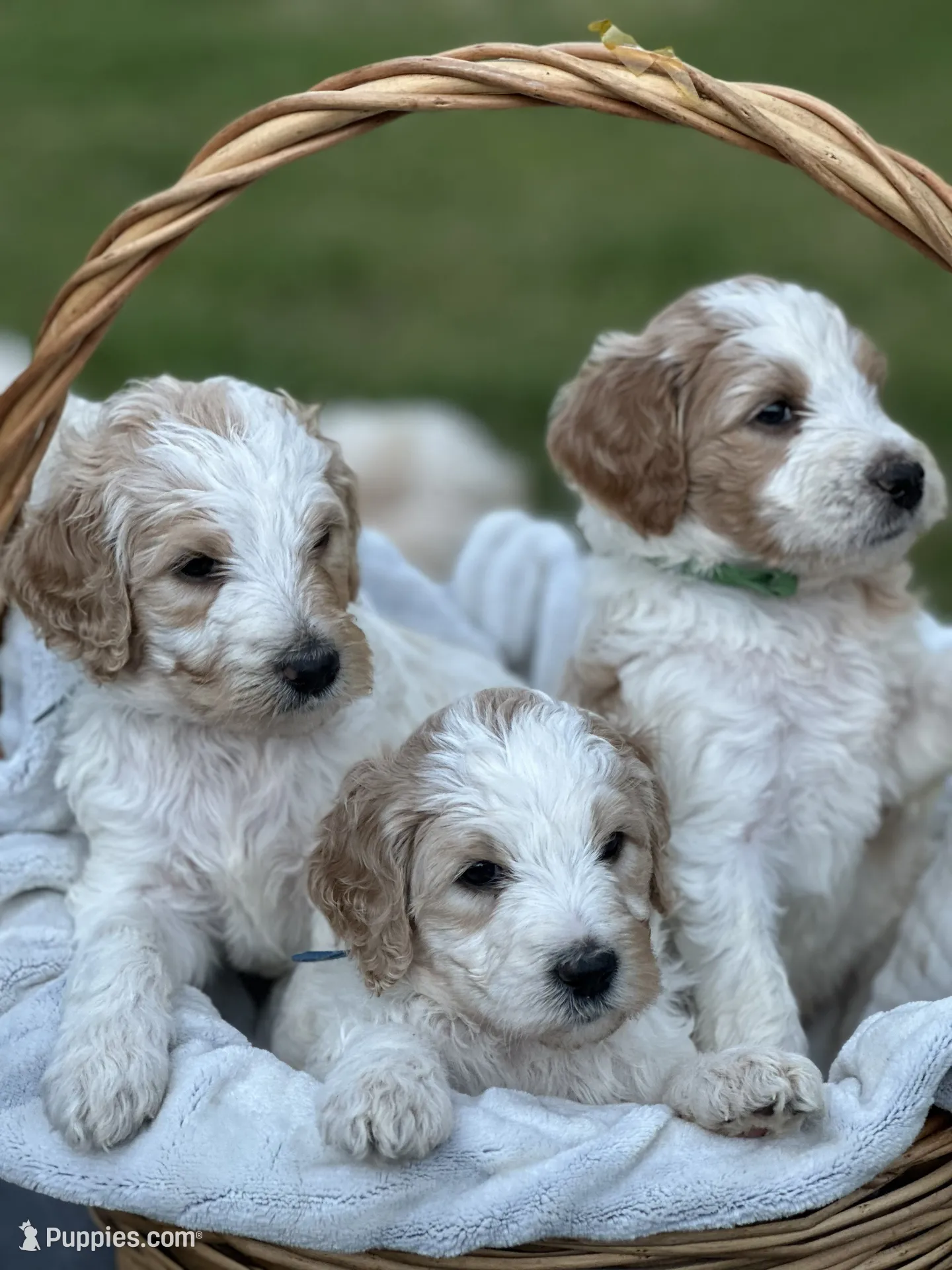 LB, a male Goldendoodle for sale in Colt, AR – 7 of 9