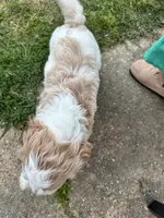 Mallard, a male Goldendoodle and Poodle - Standard  for sale in Colt, AR – 2 of 6