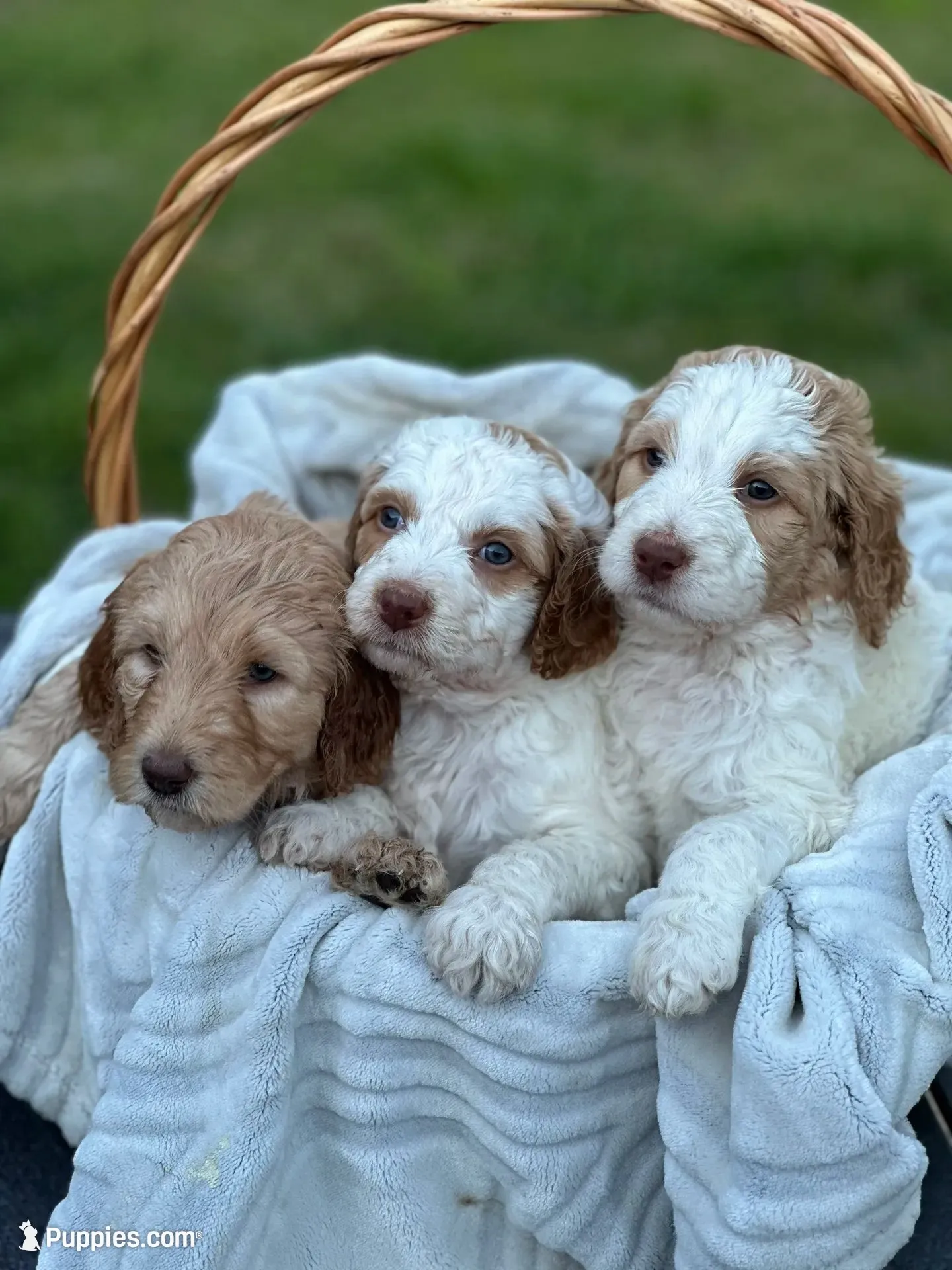 Maxine, a male Goldendoodle for sale in Colt, AR – 4 of 5