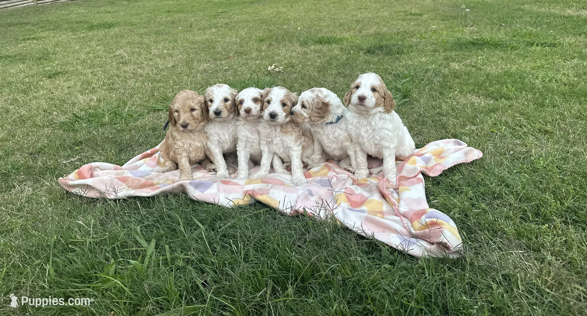 LB, a male Goldendoodle for sale in Colt, AR – 9 of 9